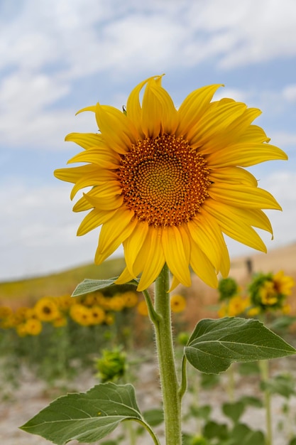 Tournesols jaunes dans le champ et ciel bleu