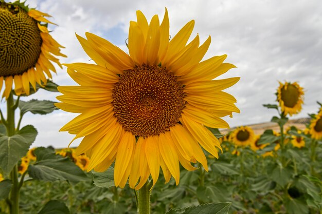 Tournesols jaunes dans le champ et ciel bleu