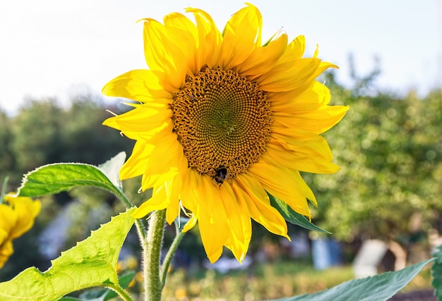 Tournesols jaunes dans une ferme