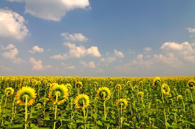 Tournesols jaunes d'été dans le champ avec un ciel bleu avec des nuages au-dessus