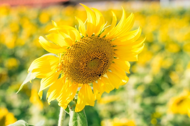 Tournesols jaunes en fleurs