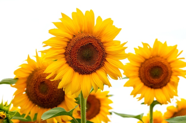 Tournesols jaunes gros plan sur un fond blanc isolé