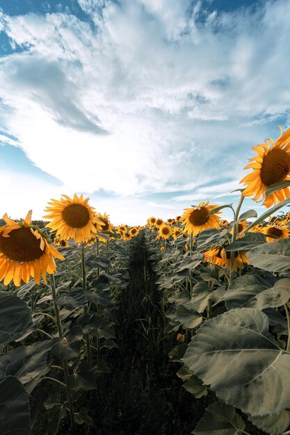 Tournesols jaunes le soir contre le ciel bleu et le coucher du soleil