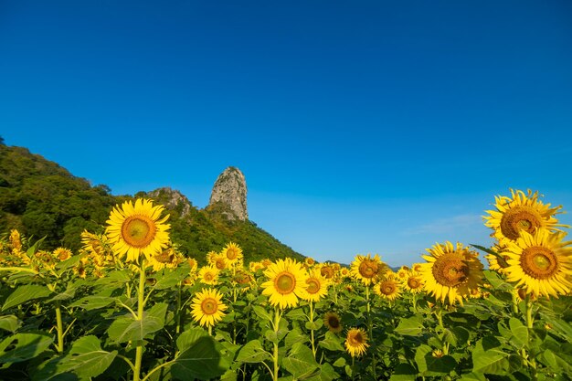 Photo les tournesols à khao chin lae à la lumière du soleil avec le ciel d'hiver et les nuages blancs agriculture champ de tournesols