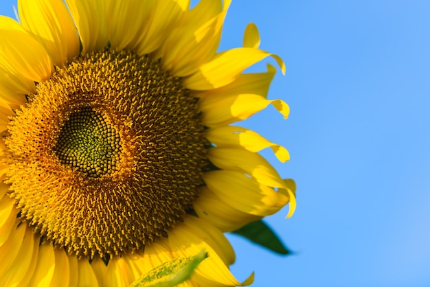 tournesols lever du soleil le matin