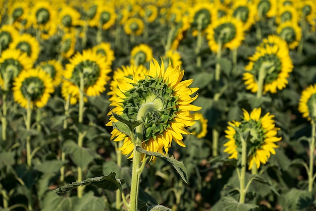 Tournesols lumineux dans le domaine agricole