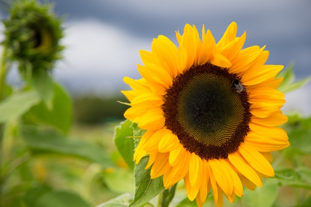 Tournesols magnifiques sur le terrain