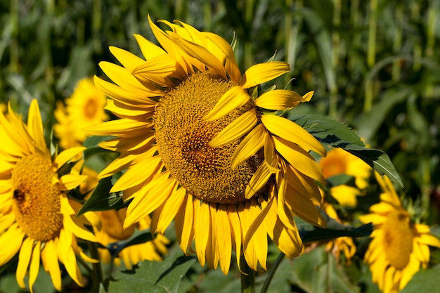 Tournesols pendant la floraison par temps ensoleillé