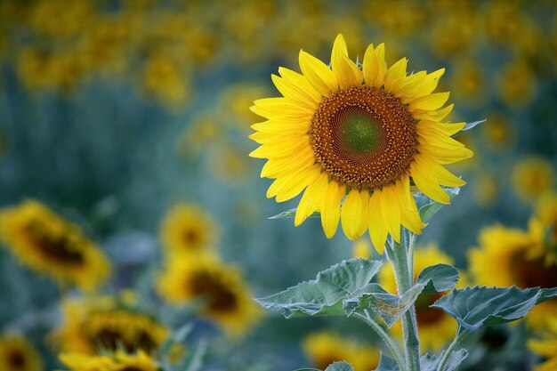 Les tournesols en pleine floraison sont beaux et impressionnants.