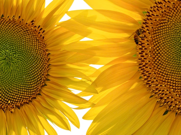 Photo les tournesols en pleine floraison