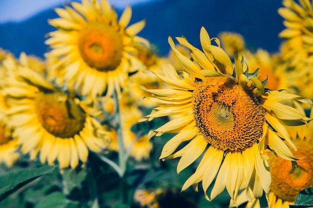 Les tournesols populaires sont plantés comme plantes ornementales, les tournesols sont plantés ensemble de manière dense dans un champ de tournesols.