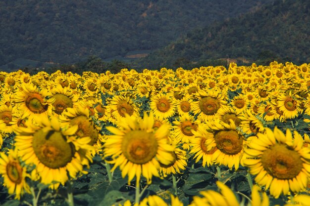 Les tournesols populaires sont plantés comme plantes ornementales, les tournesols sont plantés ensemble de manière dense dans un champ de tournesols.