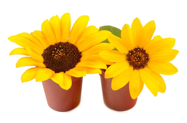 Tournesols en pots