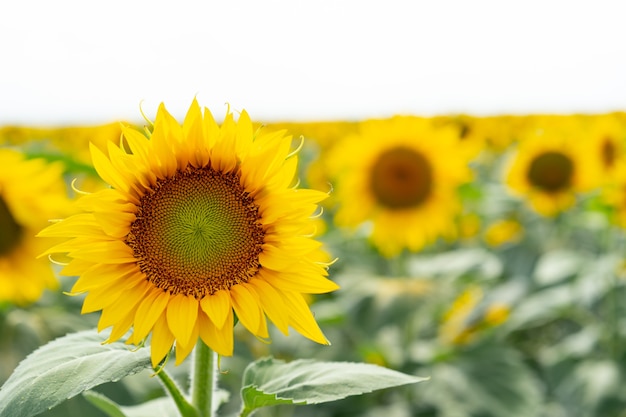 Tournesols poussant dans le domaine