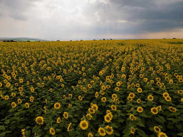 tournesols poussant sur le terrain