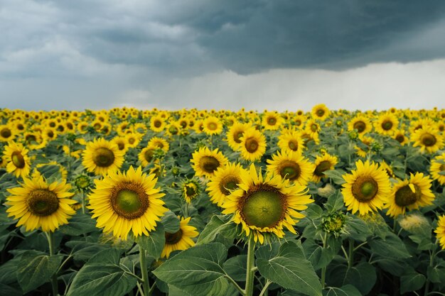 Tournesols sur un pré avec ciel couvert