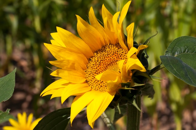 Tournesols qui fleurissent en été