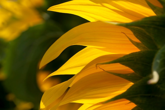 Tournesols qui fleurissent en été