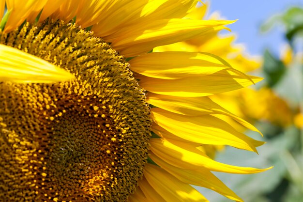 Tournesols qui fleurissent en été