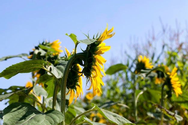 Tournesols qui fleurissent en été