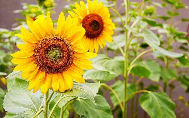 Tournesols et soleil jaune vif. Mise au point sélective