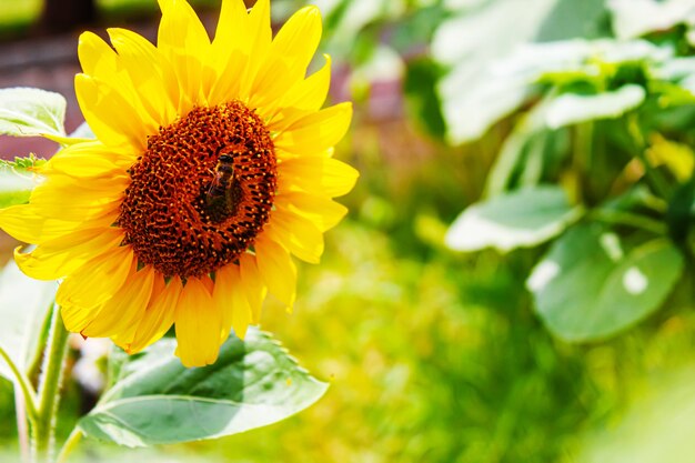 Tournesols et soleil jaune vif. Mise au point sélective