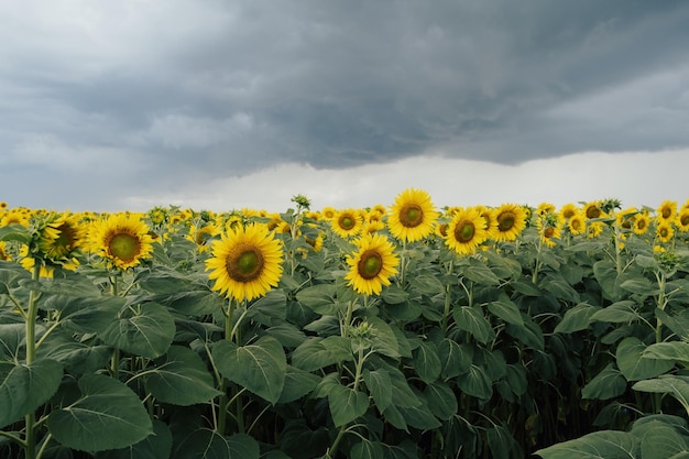 tournesols sous un ciel nuageux et pluvieux