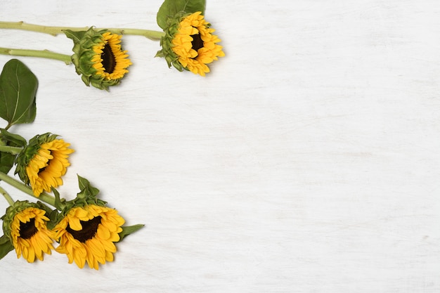 Tournesols sur surface blanche