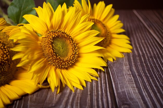 Tournesols sur table en bois se bouchent