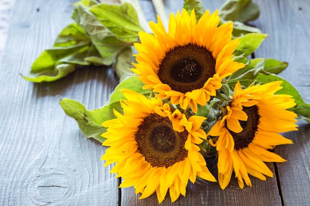 Tournesols sur table