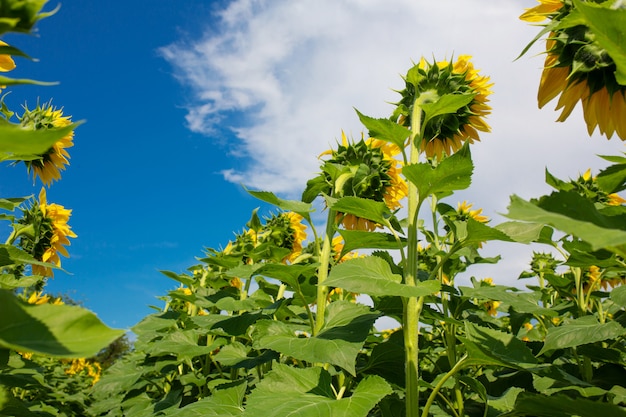 Tournesols sur le terrain par une belle journée d'été ensoleillée. Graines de tournesol.