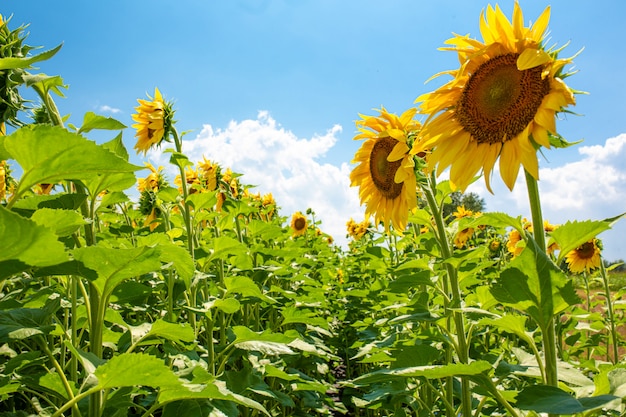 Tournesols sur le terrain par une belle journée d'été ensoleillée. Graines de tournesol.