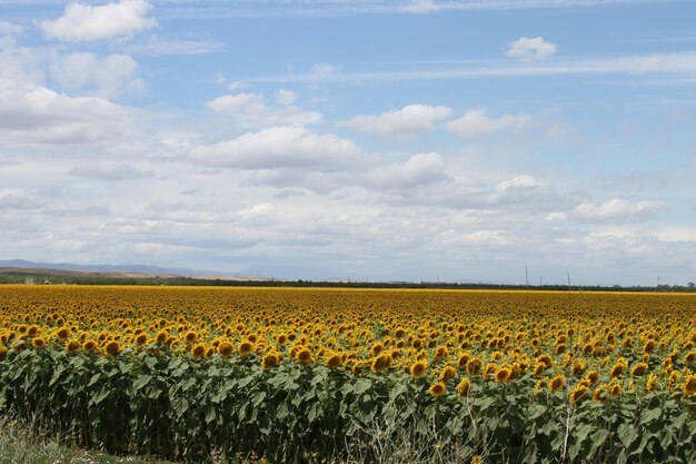 Tournesols sur le terrain