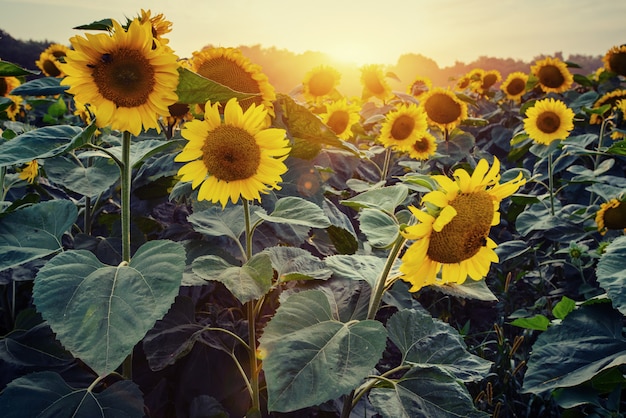 Tournesols à travers les rayons du soleil