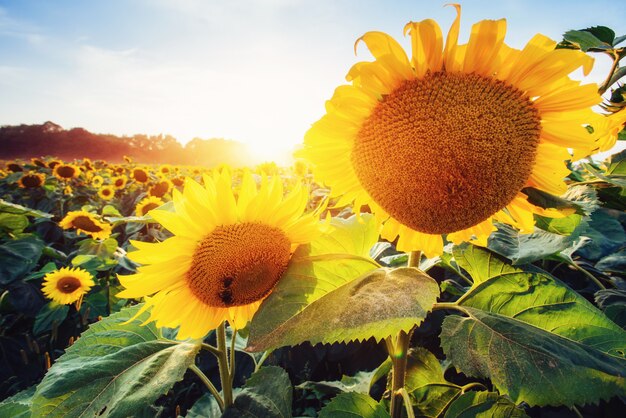 Tournesols à travers les rayons du soleil