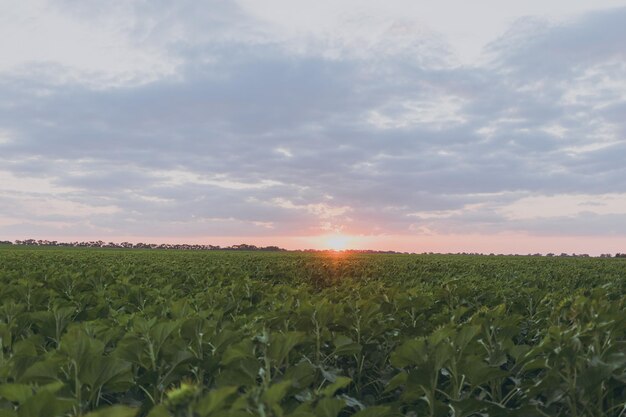 Tournesols verts dans le champ au coucher du soleil