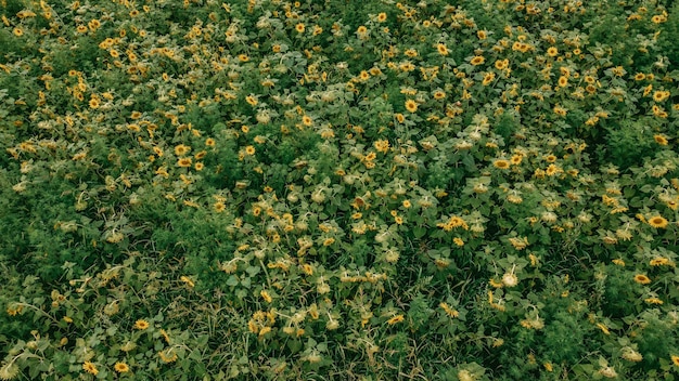 Tournesols vue aérienne