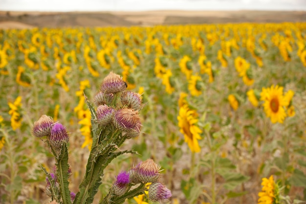 Tournesols