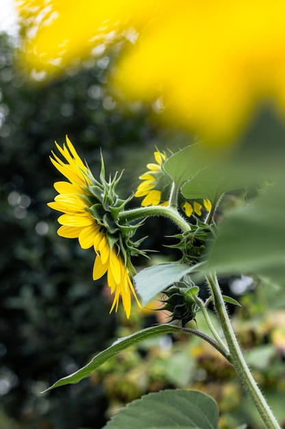 Photo les tournesols