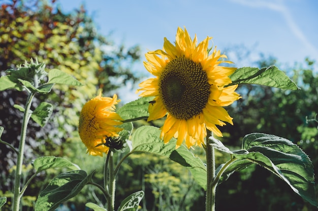 Tournesols