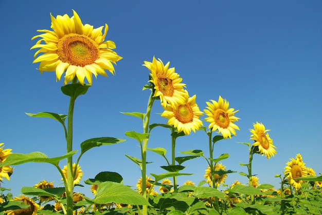 Tournesols