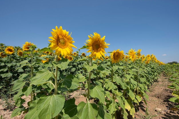 tournesols