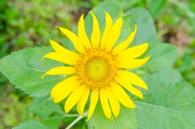 Tournesols