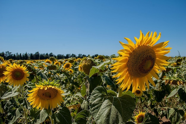 Tournesols