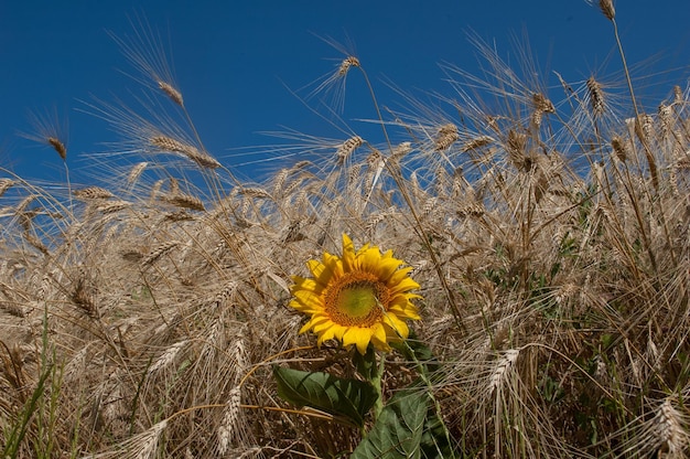 Tournesols