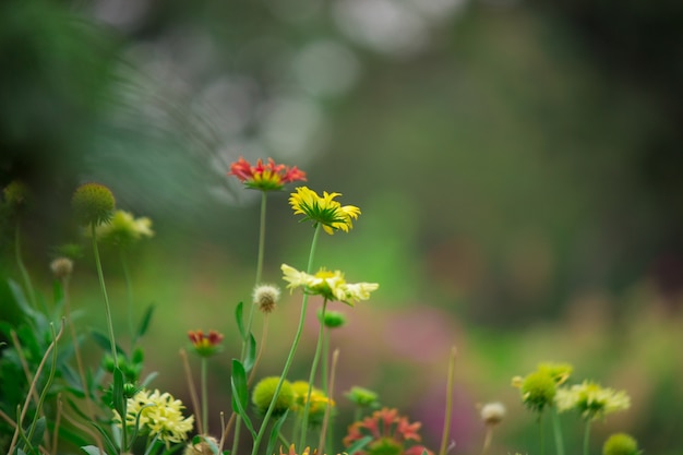 Tournesols