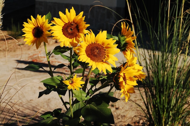 Tournesols