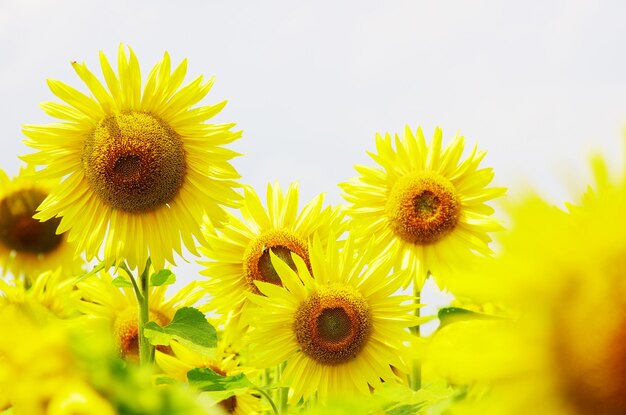 Tournesols