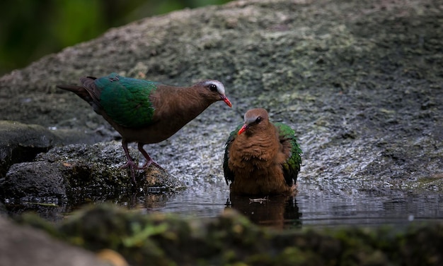 Tourterelle émeraude Chalcophaps indica nager dans l'étang