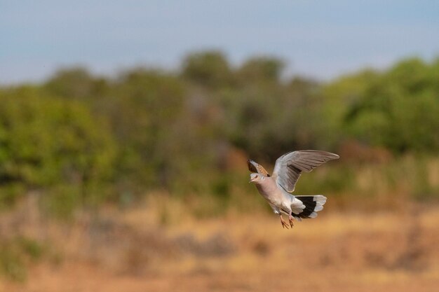 Tourterelle européenne (Streptopelia turtur) Tolède, Espagne